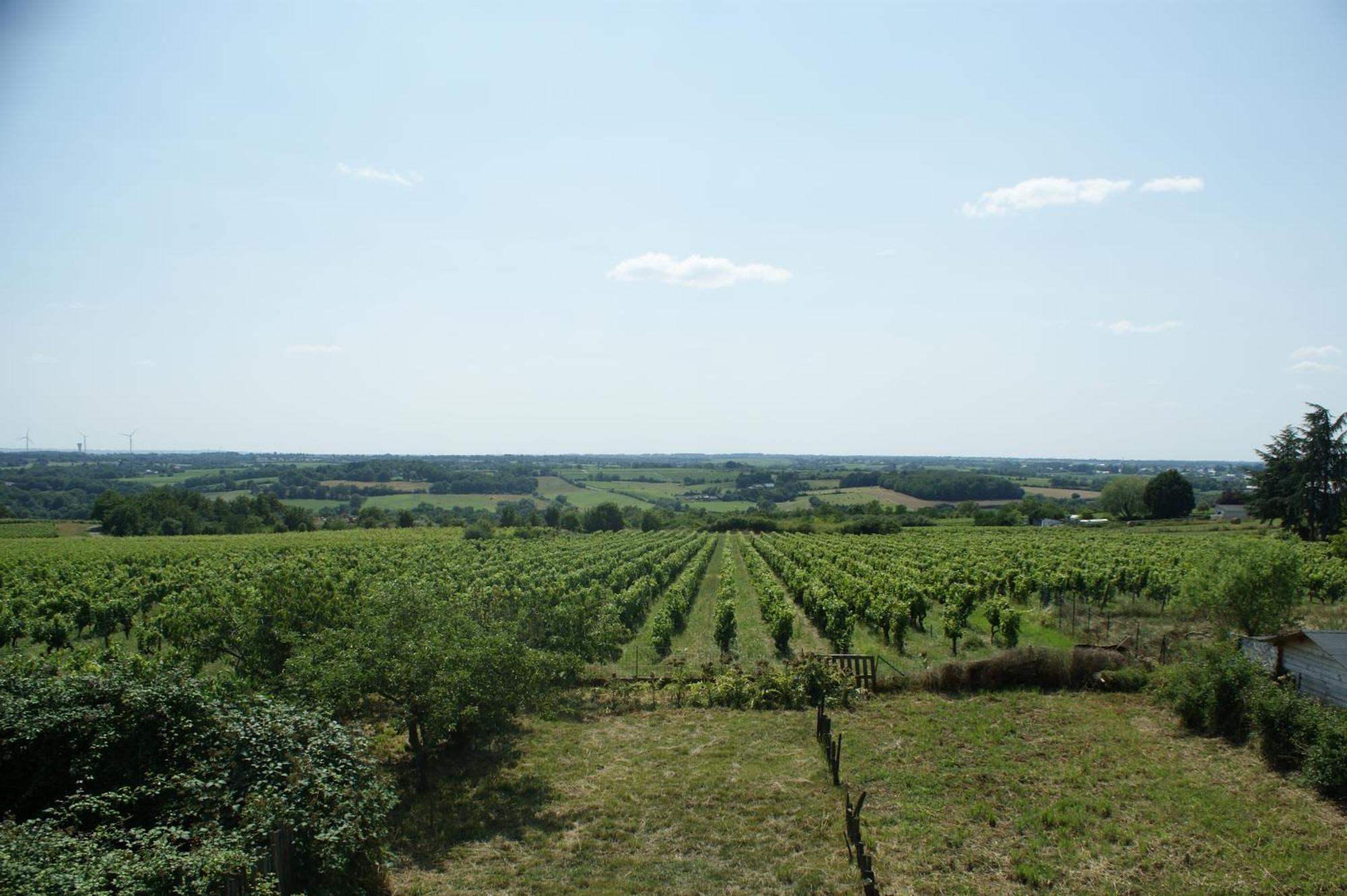 Domaine Des Ortinieres Βίλα Beaulieu-sur-Layon Εξωτερικό φωτογραφία